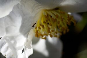 A close up horizontal image of ants on a white camellia flower.