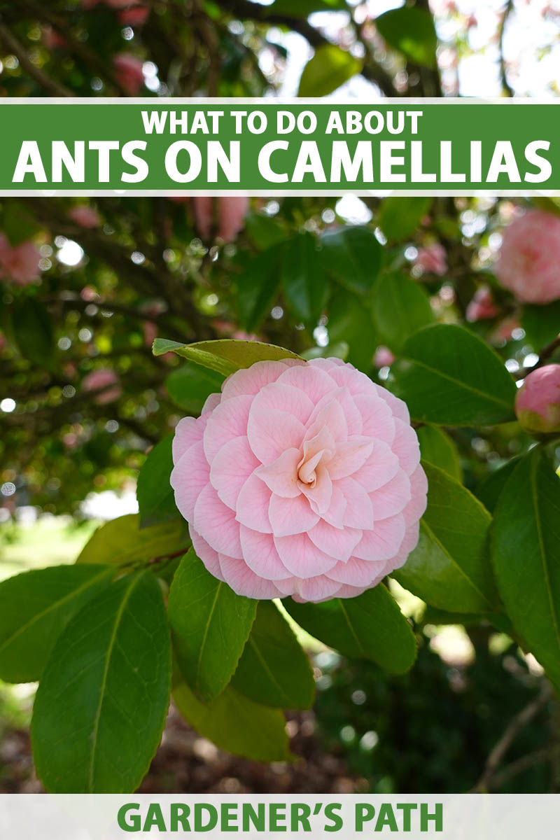 A close up vertical image of a pink camellia flower growing in the garden pictured on a soft focus background. To the top and bottom of the frame is green and white printed text.
