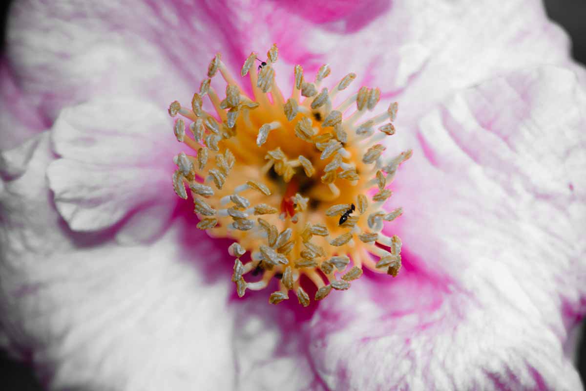 A close up horizontal image of a camellia flower with ants in the center.