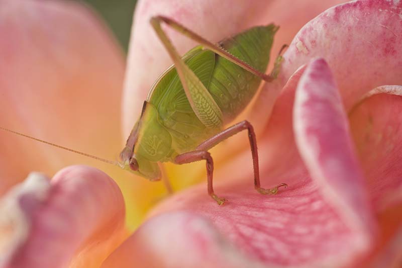 A close up horizontal image of an aphid on the petals of a flower.