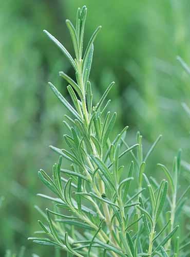 A close up vertical image of 'Arp' rosemary growing in the herb garden pictured on a soft focus background.