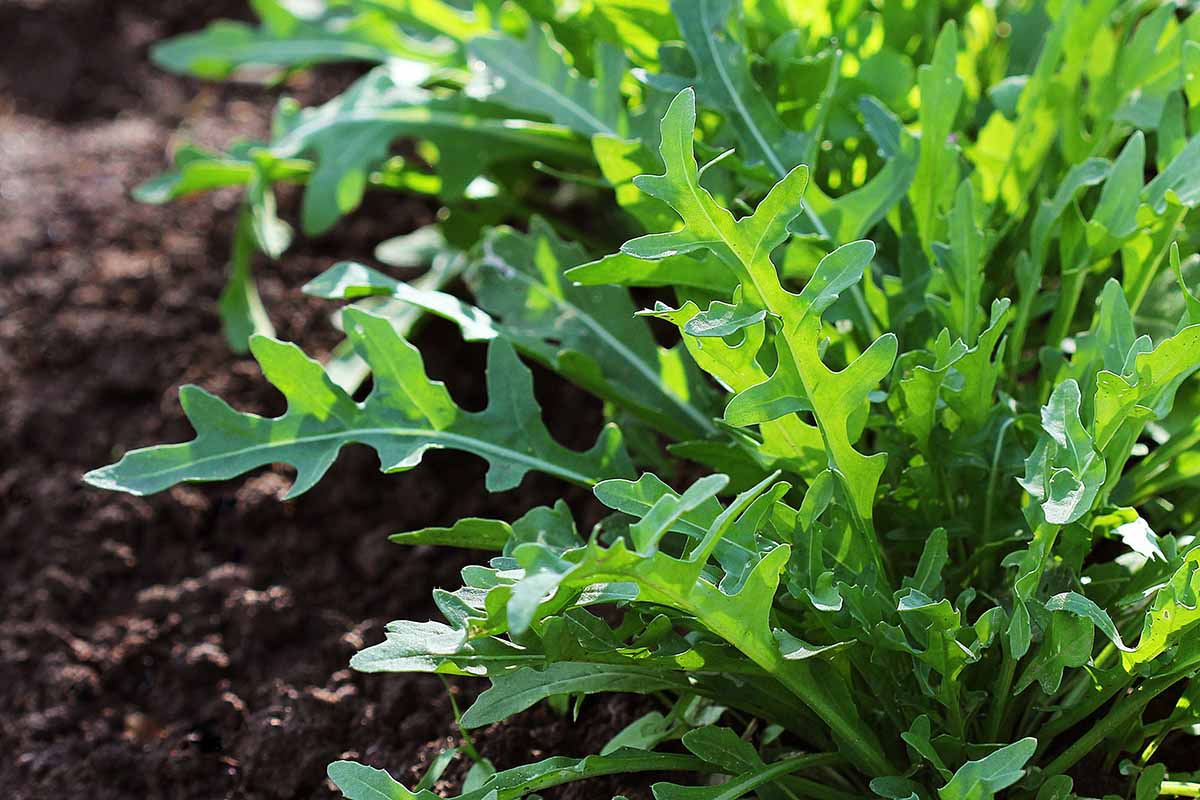 A close up horizontal image of arugula growing in the garden.