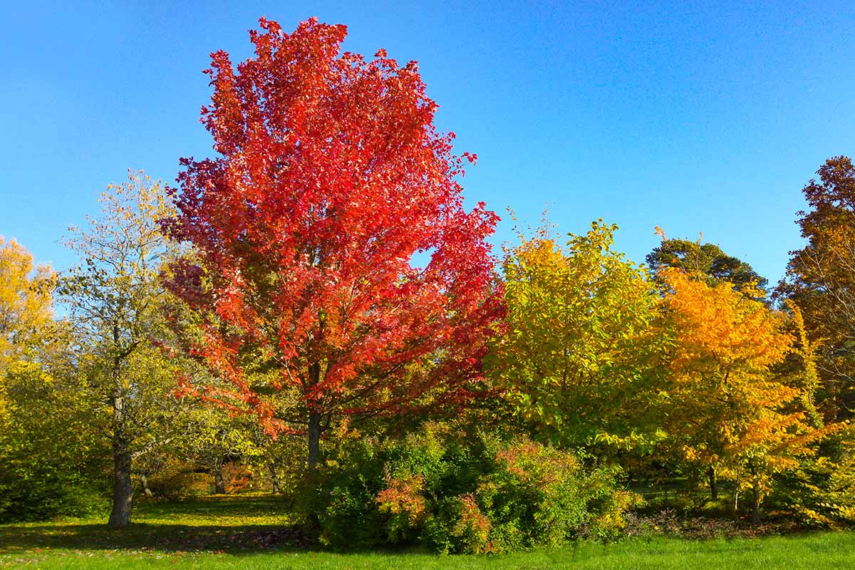 A horizontal image of Acer rubrum 'Autumn Blaze' with bright red fall colors pictured on a blue sky background.