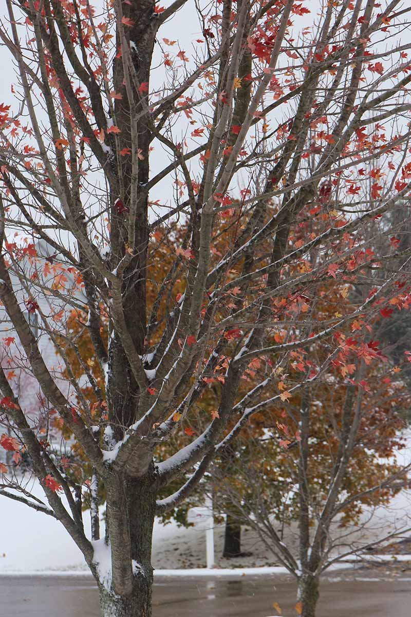 A close up vertical image of an 'Autumn Blaze' maple tree in the winter time with frost on the branches.