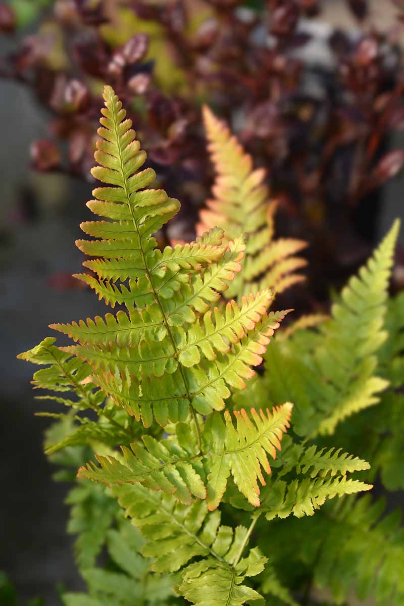 A close up vertical image of the foliage of copper shield fern (Dryopteris erythrosora) growing in the garden pictured in light sunshine on a soft focus background.