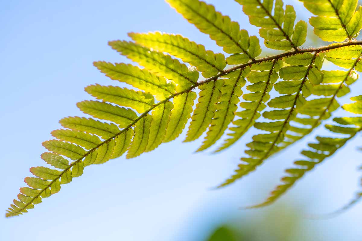 A close up horizontal image of the underside of a frond of a Japanese wood fern (Dryopteris erythrosora) pictured on a blue sky background.