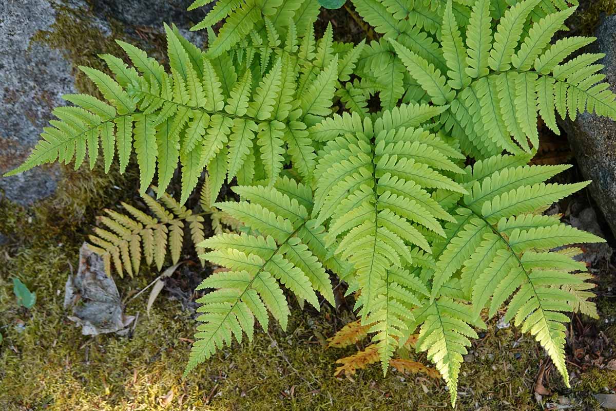 A close up horizontal image of autumn fern (Dryopteris erythrosora) growing in a rocky location.