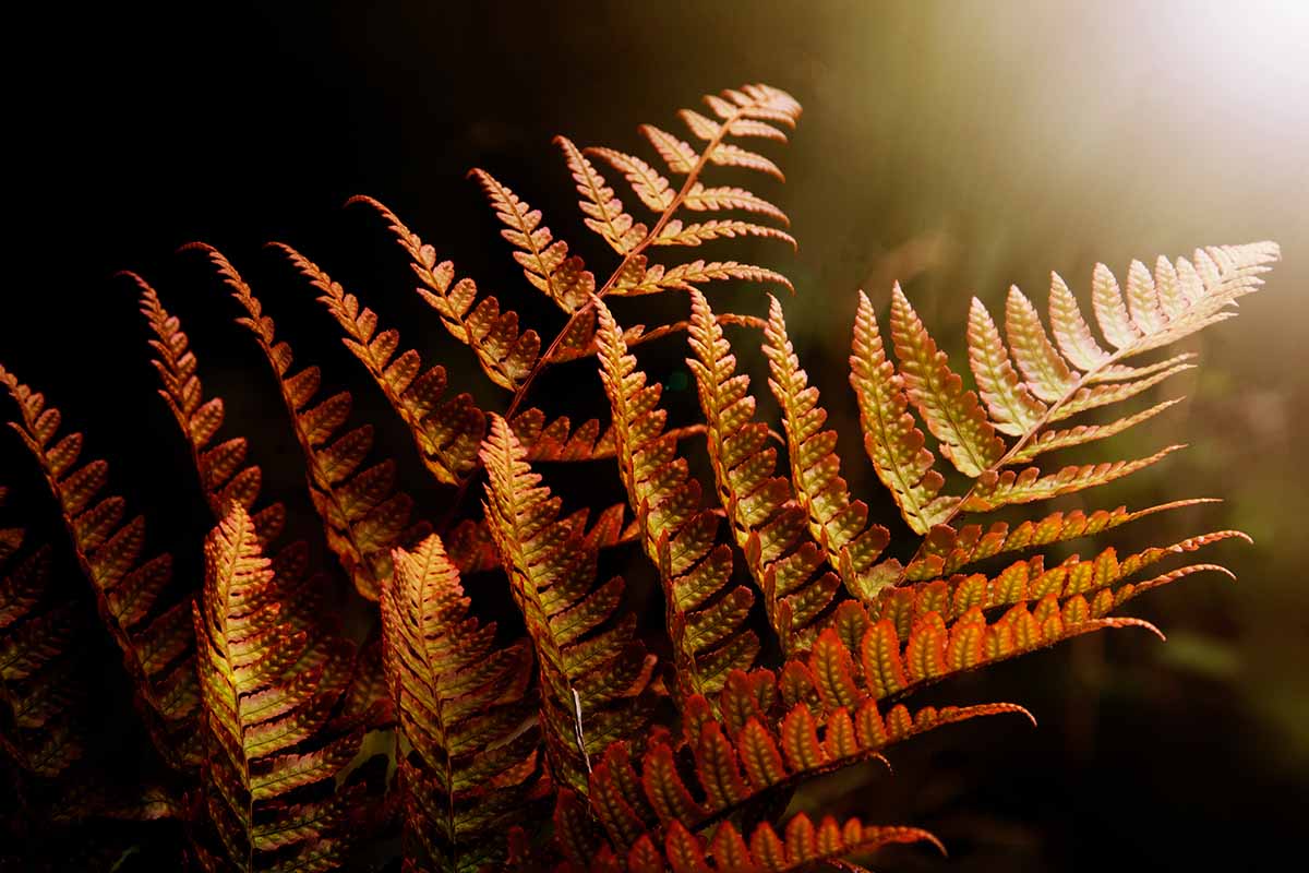 A close up horizontal image of fern fronds pictured in evening sunshine.