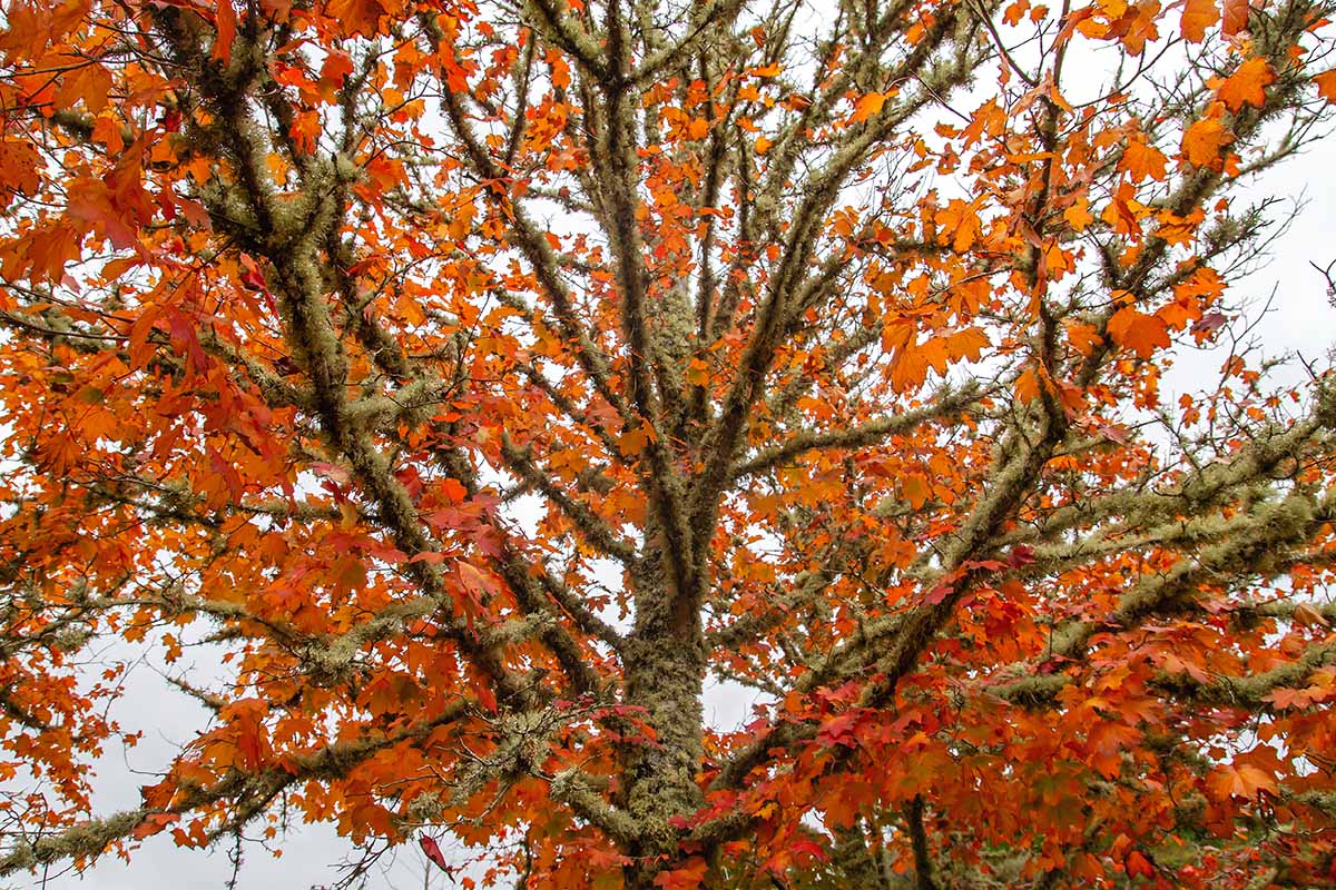 A horizontal image of a red maple tree with autumn colors.