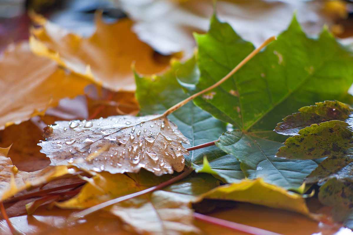 A close up horizontal image of autumn leaves fallen to the ground covered in droplets of water.