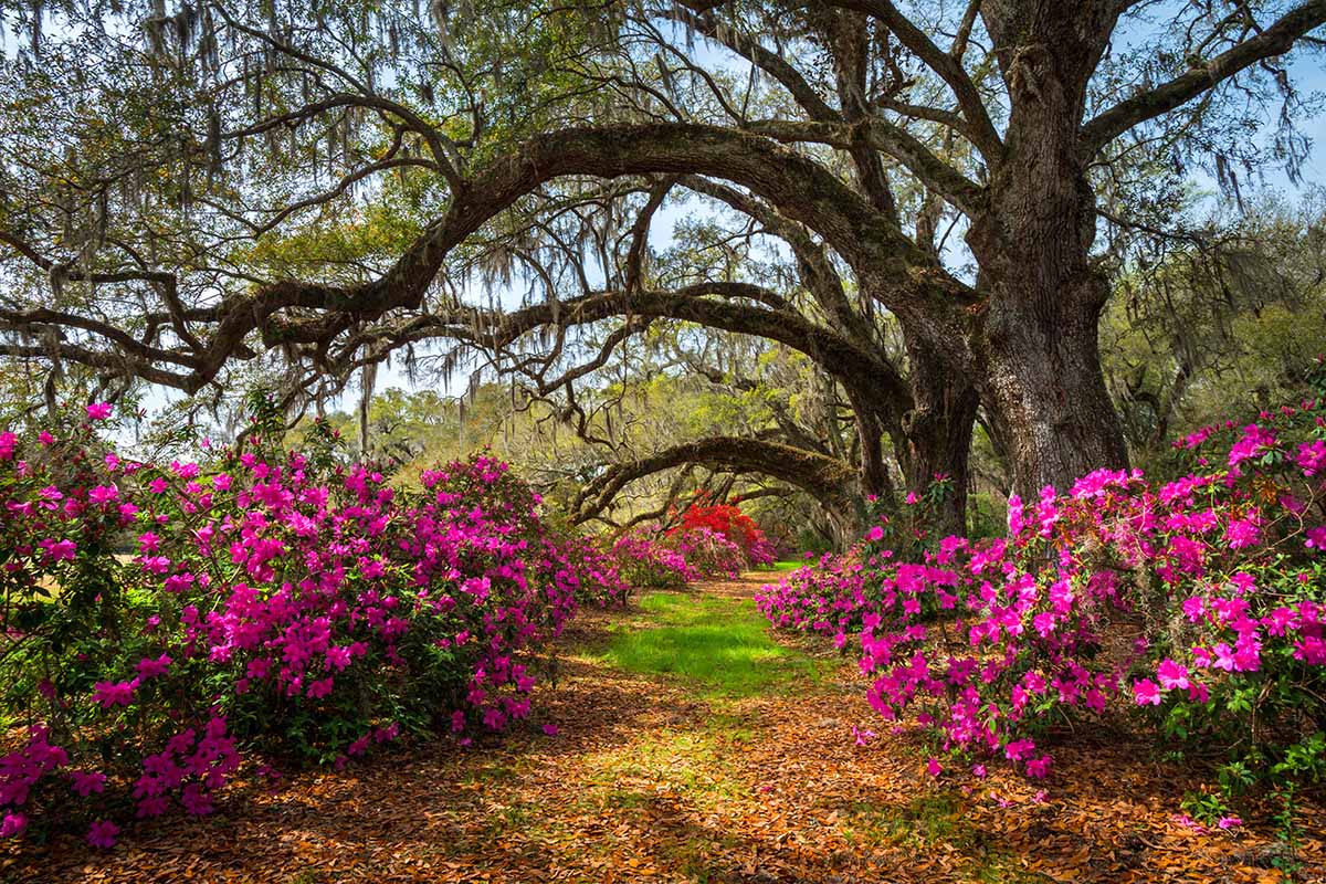 A horizontal image of azalea flowers flanking a a pathway under old trees.