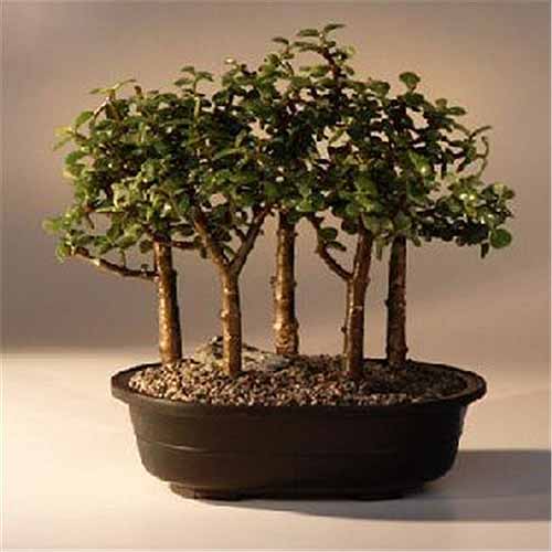 Bliska kwadratowy obraz pięciu roślin Portulacaria afra w małym pot.trained bonsai jako bonsai.