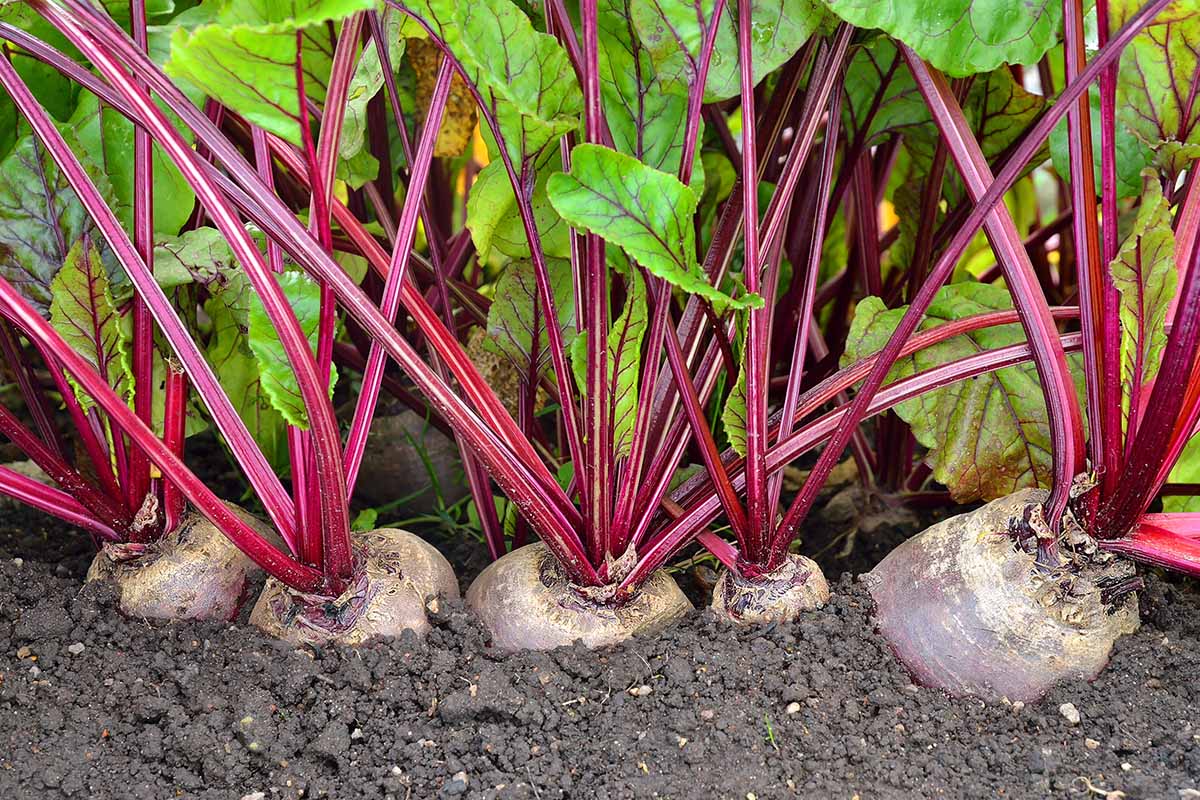 A close up horizontal image of beets growing in the veggie patch ready for harvest.