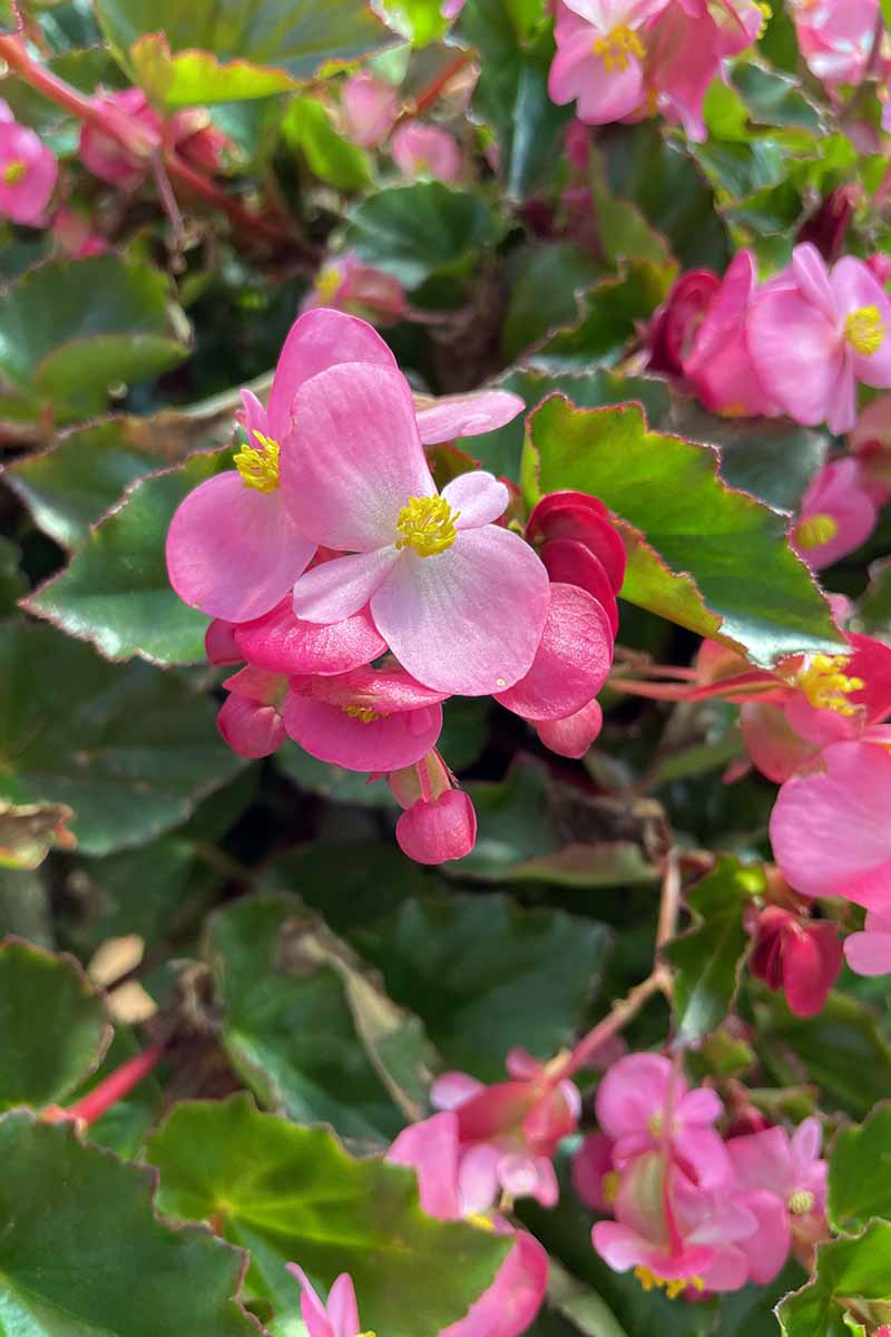 A vertical image of pink begonia blooms growing in the garden pictured in light sunshine.