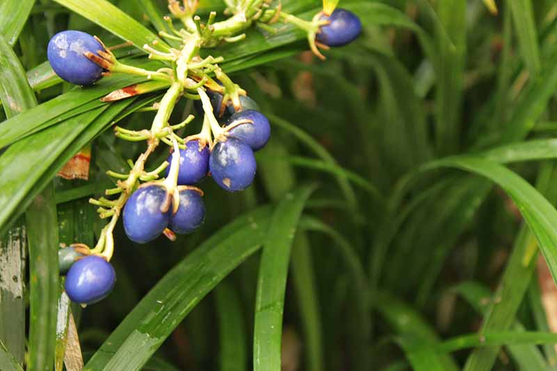A close up horizontal image of purple berries growing on a Ophiopogon plant.