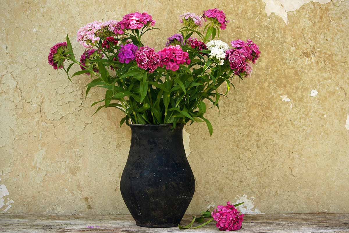 A close up horizontal image of a vase filled with fragrant sweet william flowers set on a concrete surface.