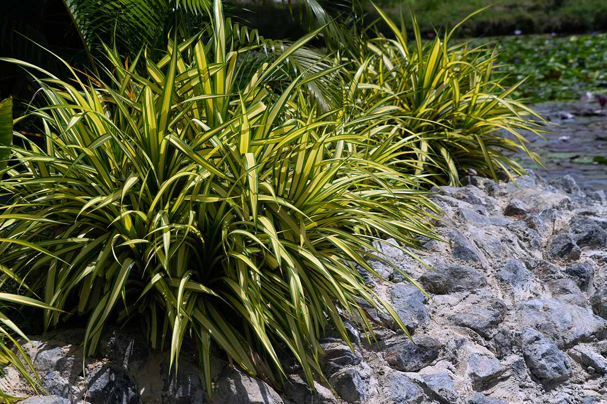 A horizontal image of Carex morrowii 'Ice Dance' sedge plants growing in the garden next to a rocky pathway.