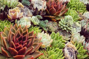A close up horizontal image of a variety of different hens and chicks (Sempervivum) growing in a succulent garden.