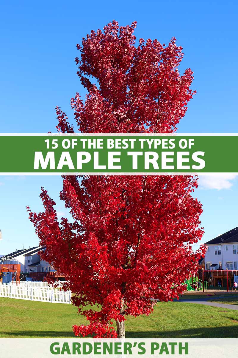 A close up vertical image of a large red maple tree growing in a park pictured on a blue sky background. To the center and bottom of the frame is green and white printed text.