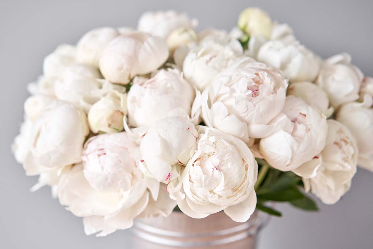 A close up horizontal image of a vase display of white peonies pictured on a soft focus background.