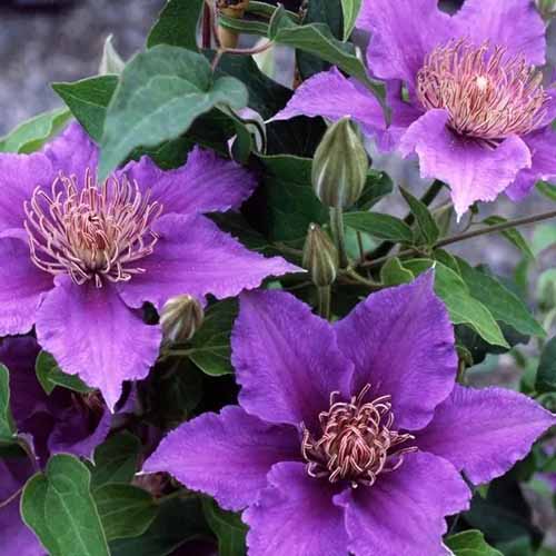 A close up square image of purple 'Bijou' clematis flowers growing in the garden.