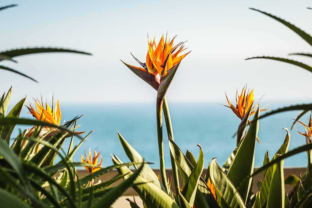A close up horizontal image of bird of paradise plants growing in a planter on a balcony with the sea in the background.