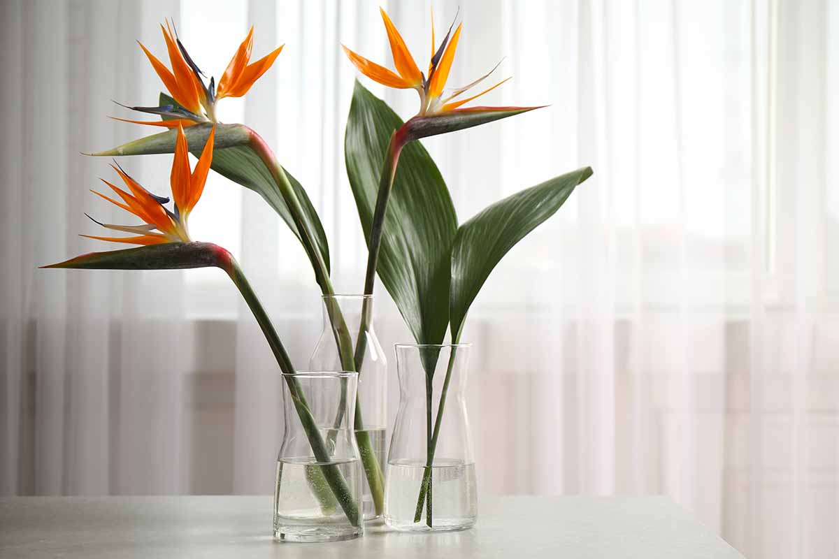 A close up horizontal image of bird of paradise flower stems in glass vases set near a windowsill.