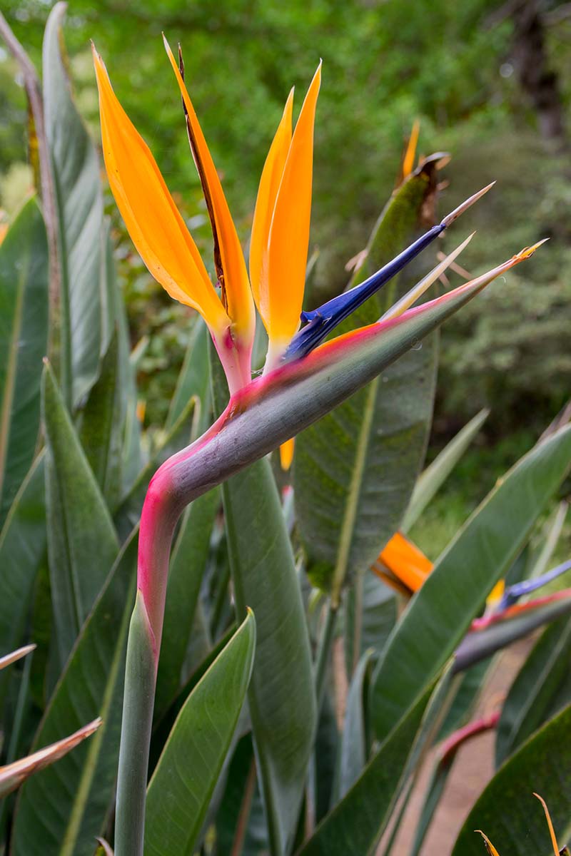 A close up vertical image of bird of paradise plants growing in the garden pictured on a soft focus background.