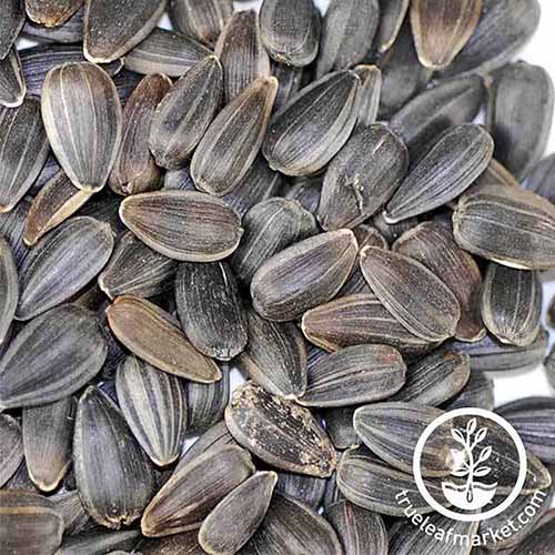 A close up square picture of large black sunflower seeds pictured on a white background. To the bottom right of the frame is a white circular logo with text.