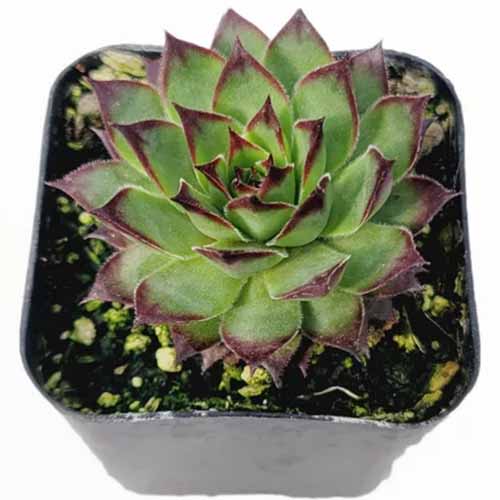 A close up of a Black Rose hens and chicks plant growing in a small black pot isolated on a white background.