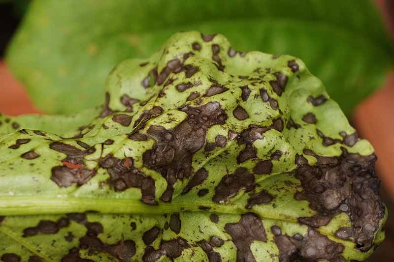 A close up horizontal image of a leaf suffering from black spot disease.