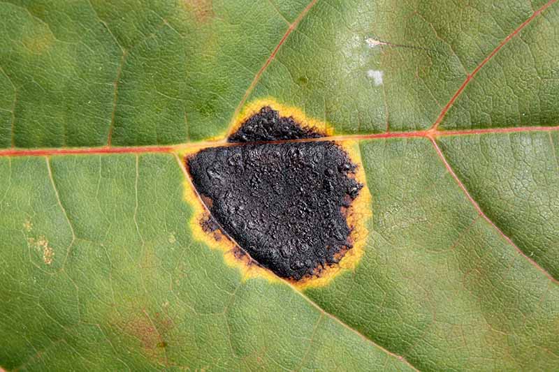 A close up horizontal image of the symptoms of a disease called black tar spot on a Acer platanoides leaf.