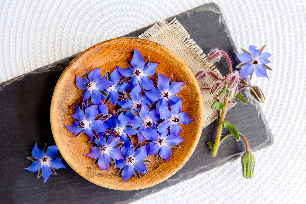 A horizontal top down image of blue borage flowers in a wooden bowl set on a piece of slate.