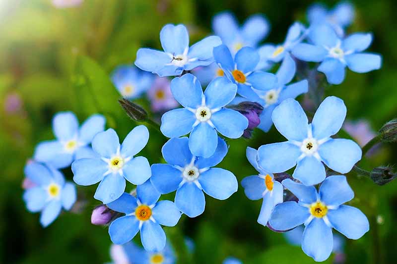 A close up horizontal image of blue forget-me-not flowers pictured on a soft focus background.