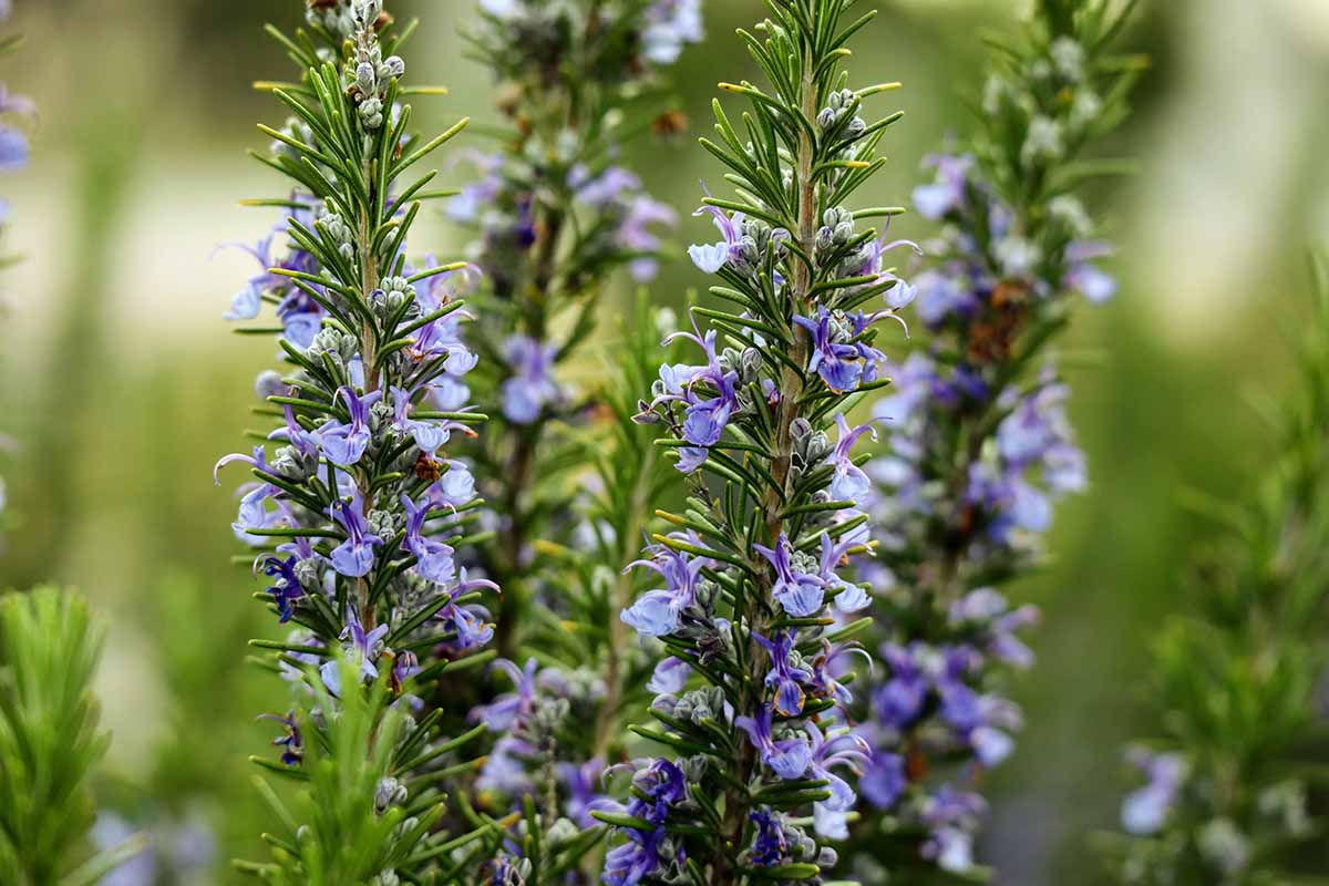 A close up of rosemary in bloom pictured on a soft focus background.