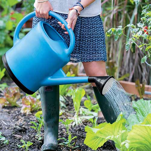 A square image of a gardener using a blue plastic watering can.