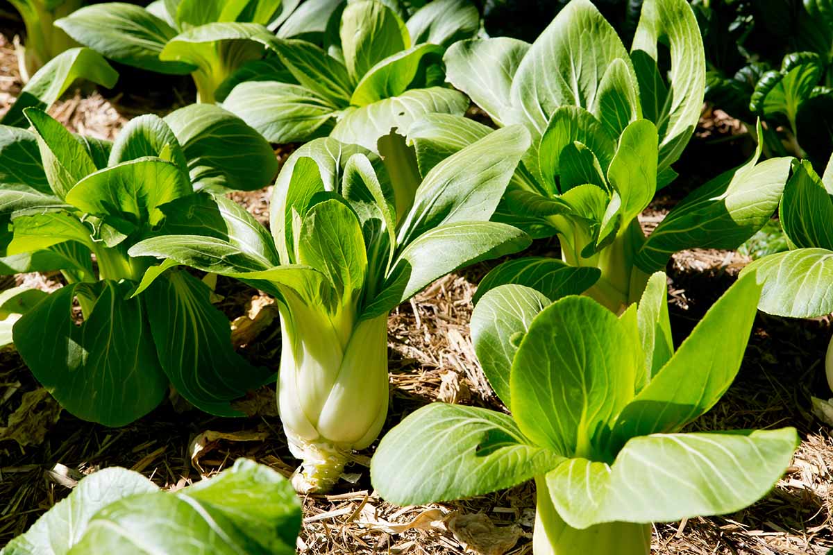 A close up horizontal image of bok choy growing in the garden pictured in light sunshine.
