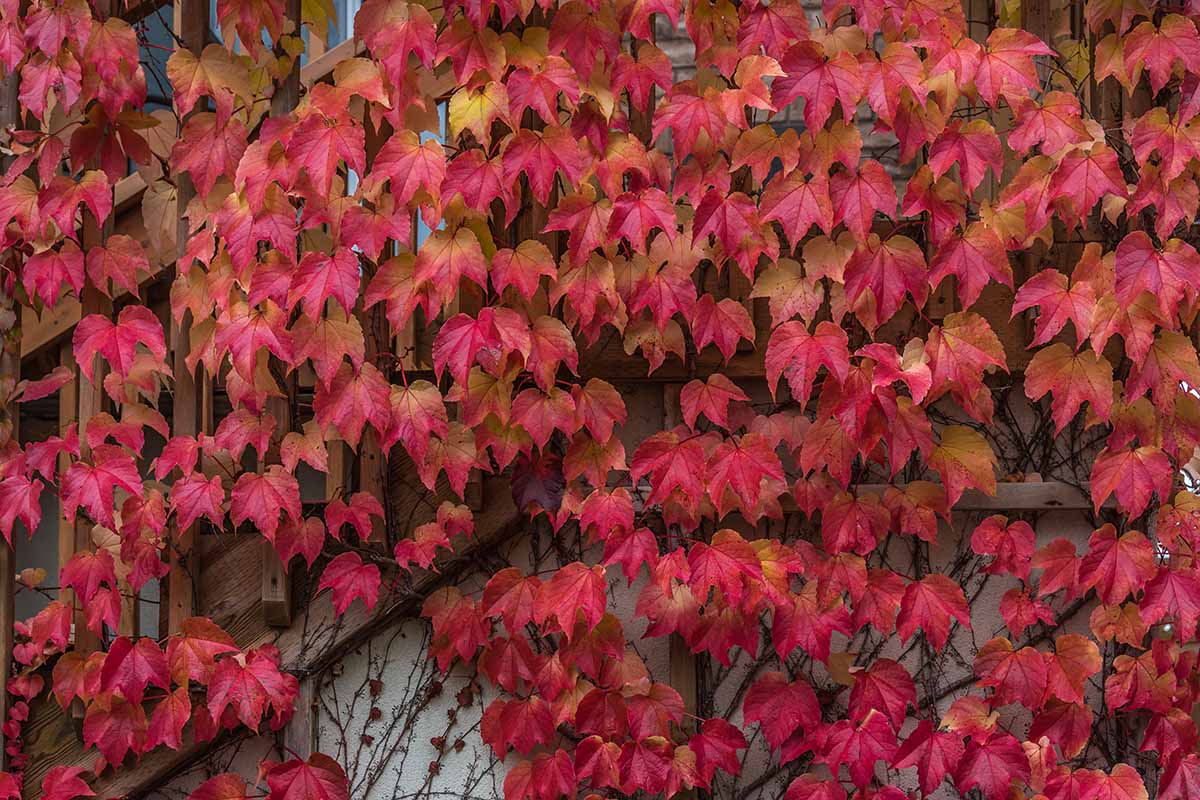 A close up horizontal image of the deep red foliage of Boston ivy in the fall.