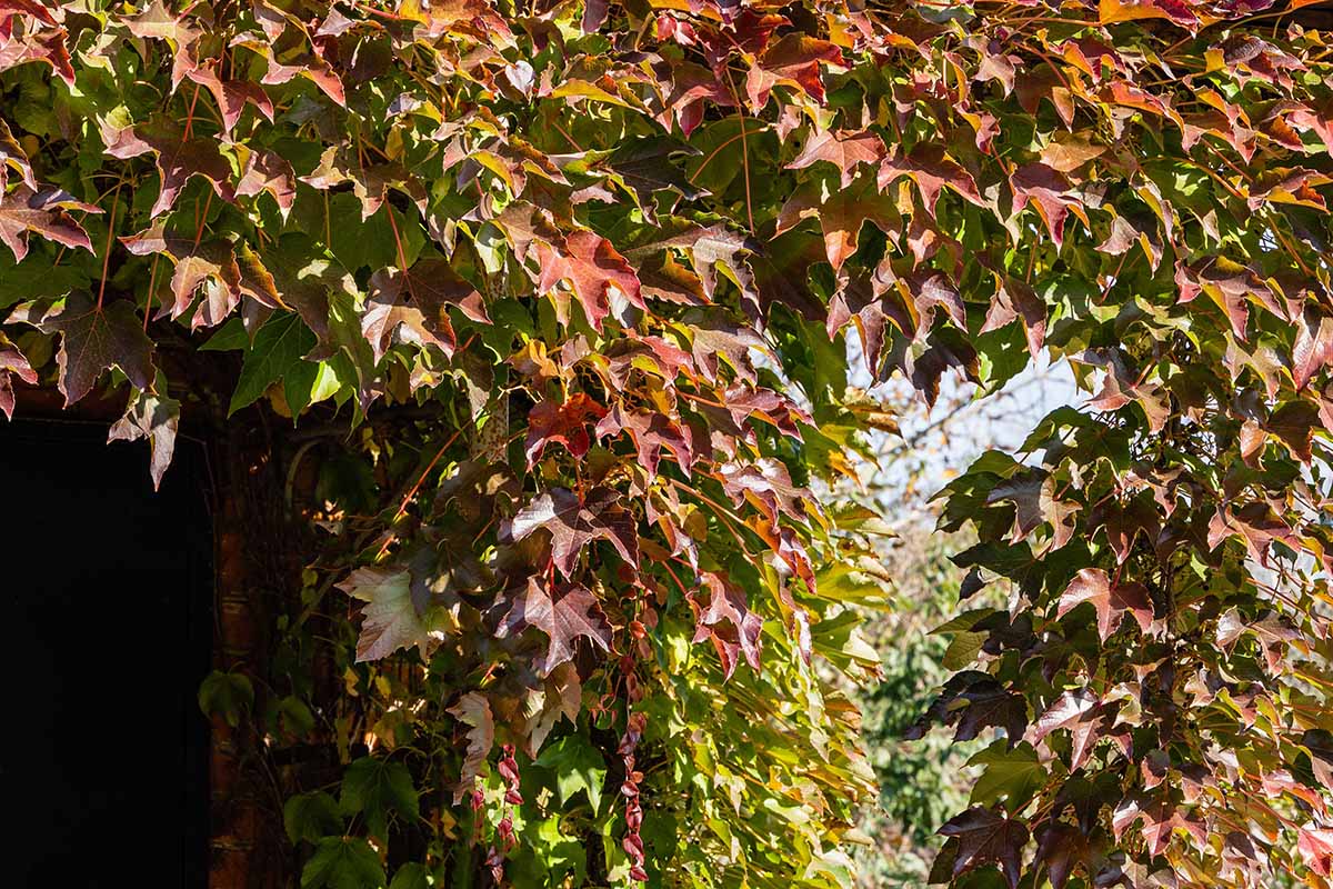 A horizontal image of Boston ivy growing over an arbor featuring deep red fall colors.