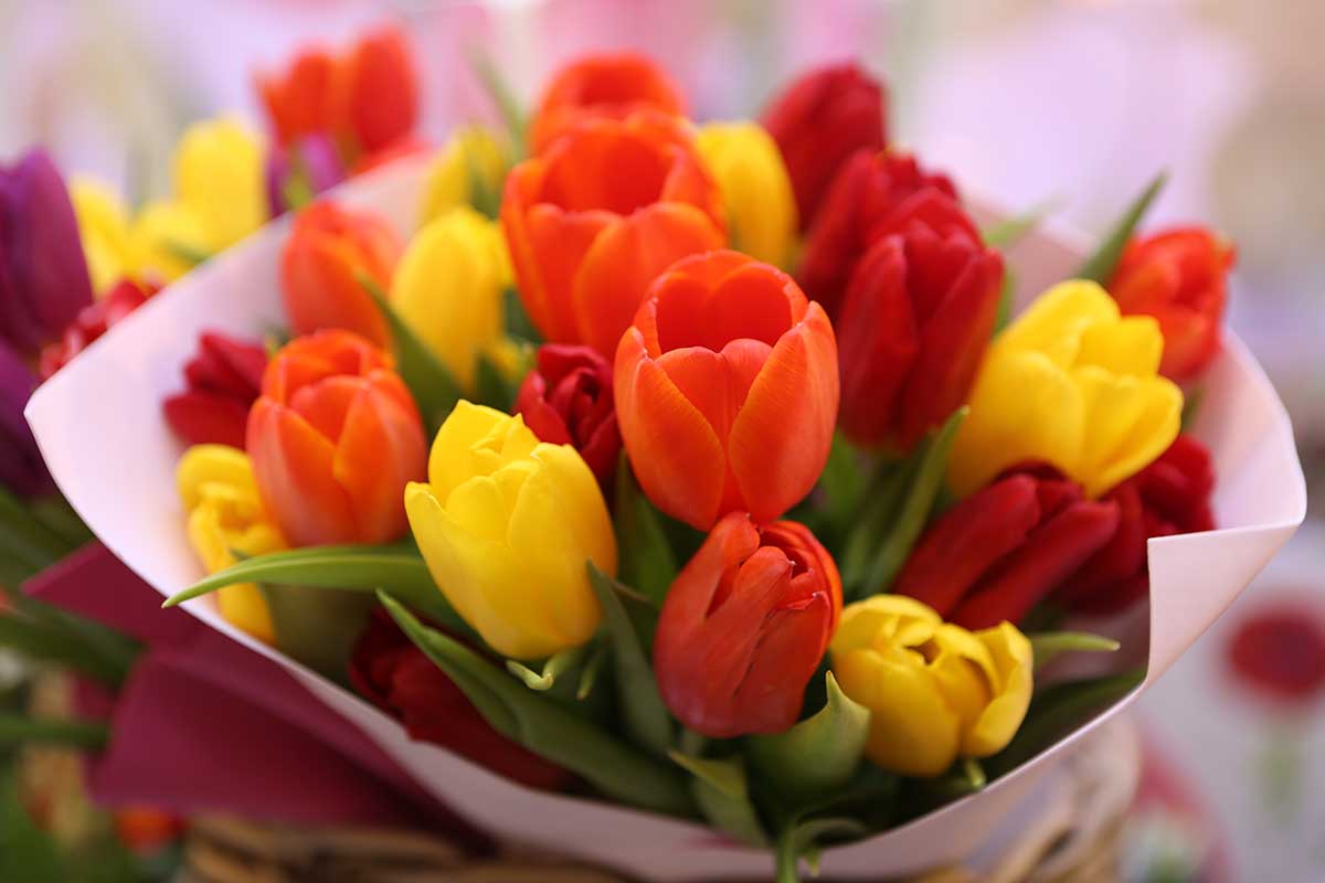 A bouquet of red, yellow, and orange tulips on a soft focus background.