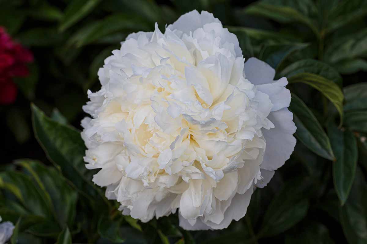 A close up horizontal image of a single Paeonia lactiflora 'Bowl of Cream' bloom pictured on a dark background.