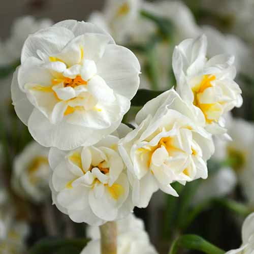 A close up square image of 'Bridal Crown' daffodils growing in the garden.