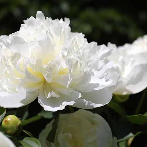 A close up square image of Paeonia lactiflora 'Bridal Shower' growing in the garden pictured in bright sunshine on a soft focus background.