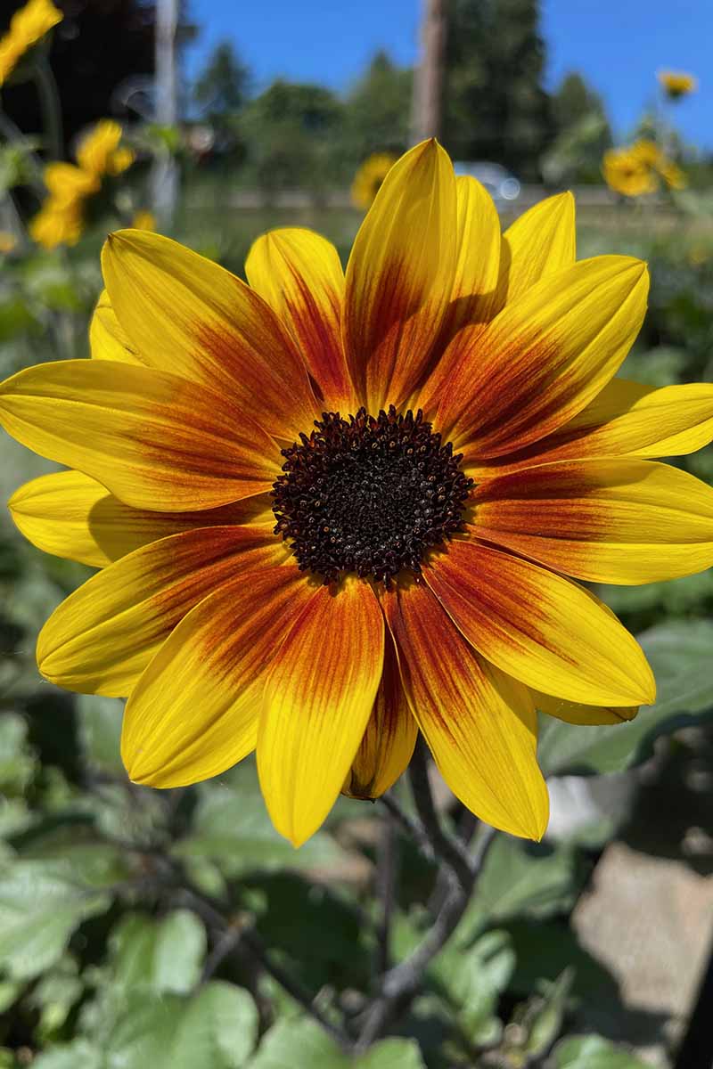 A close up vertical image of a single sunflower pictured in bright sunshine on a soft focus background.