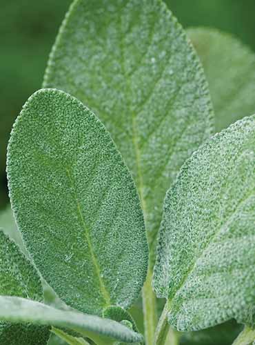 A vertical image of the foliage of the herb broadleaf sage close up.