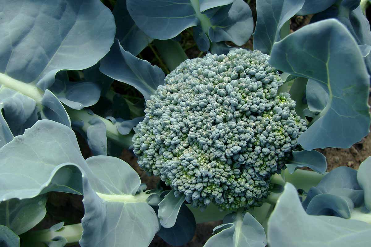 A close up horizontal image of broccoli growing in the garden.