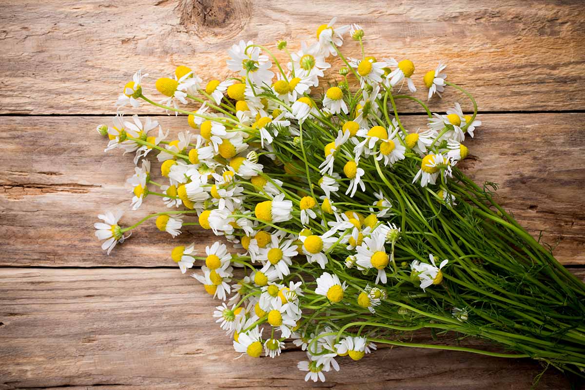 A bunch of freshly harvested chamomile flowers and stems set on a wooden surface.
