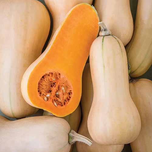 A square image of 'Butterbush' squash fruits with one sliced in half.