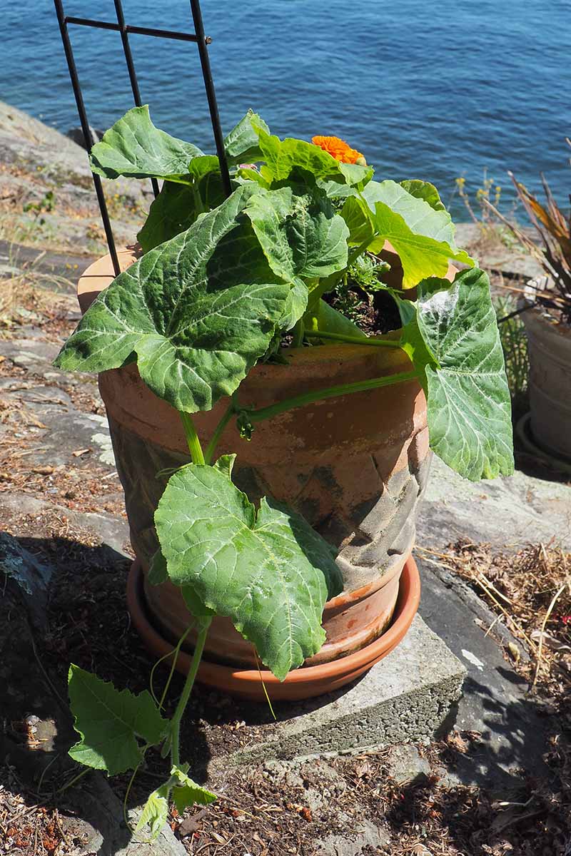 A vertical image of a butternut squash plant growing in a terra cotta container set on a stone in a sunny garden with the ocean in the background.