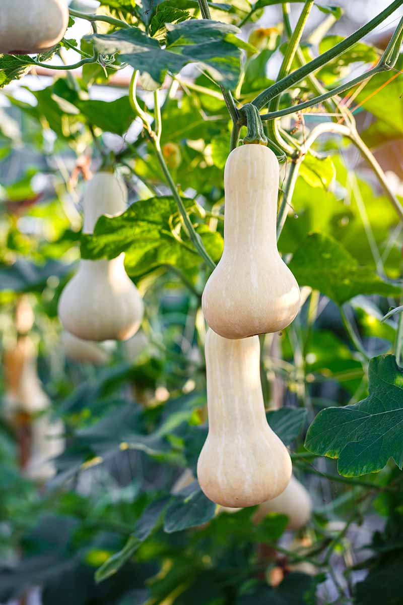 A close up vertical image of ripe and ready to harvest butternut squash fruits growing in a greenhouse.